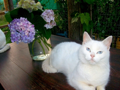 Foto Gatto ortensie
 animale fiori