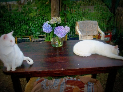 Cats white hortensias animal Photo