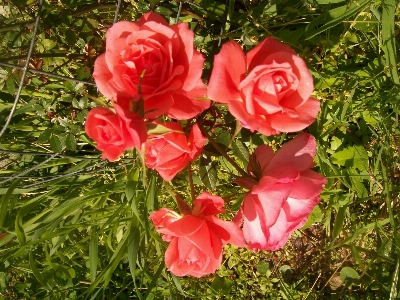 Flowers roses garden flower Photo