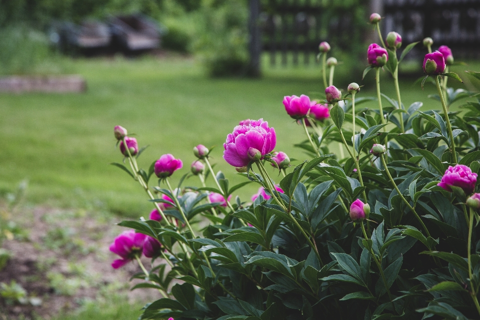 Fiore pianta fiorita
 peonia comune
