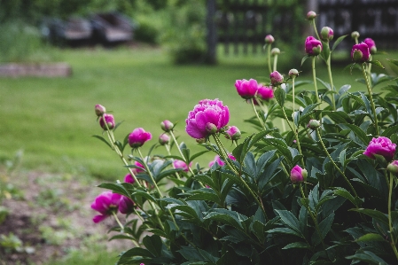 Flower flowering plant common peony Photo