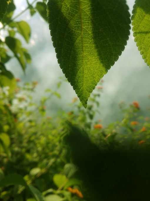 Hoja verde vegetación luz