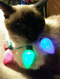 Foto Gato siames
 navidad divertido gracioso
