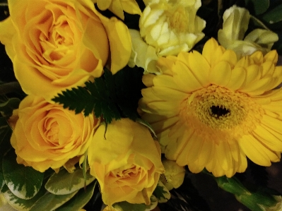 Foto Amarelo ramalhete rosas amarelas
