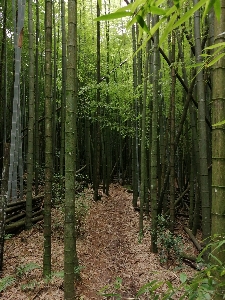 Bamboo forest tree spruce fir Photo