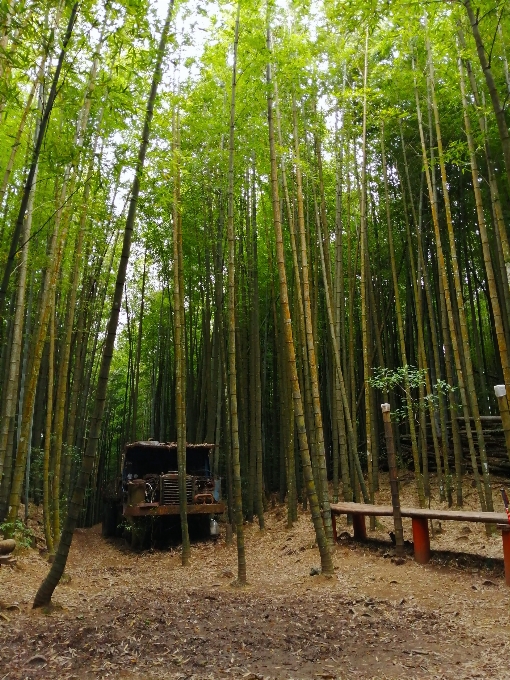 Bamboo forest tree