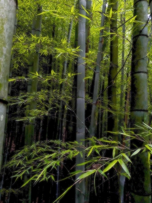 Bamboo forest tree old growth