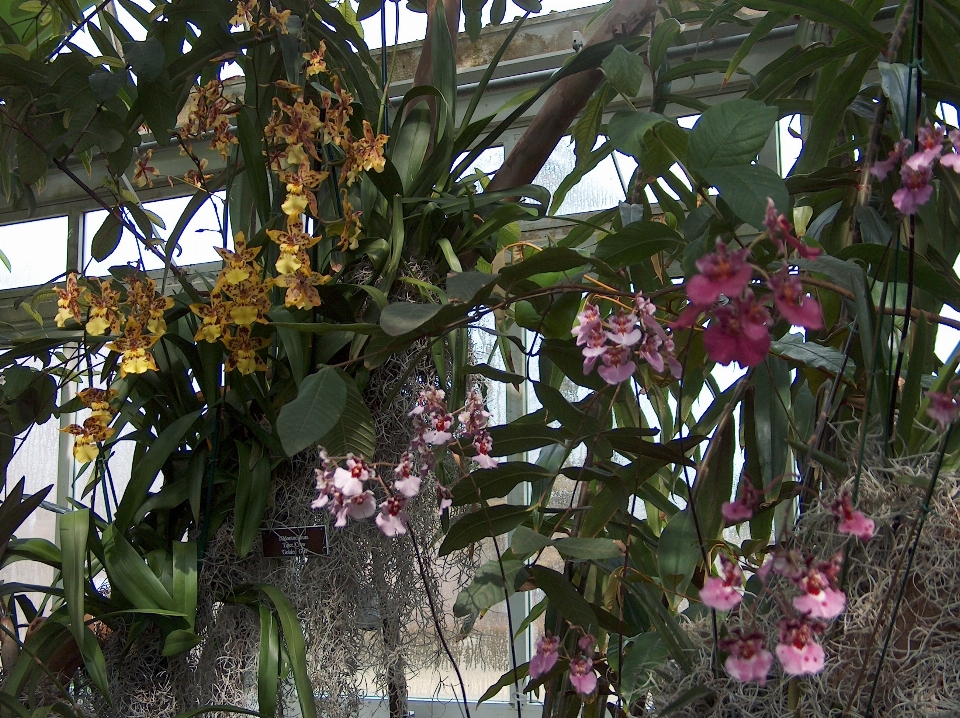 兰花 花 开花植物 植物