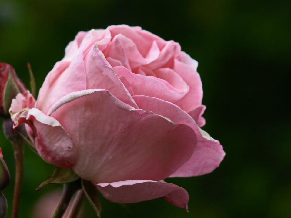 Flor planta com flor
 pétala rosa