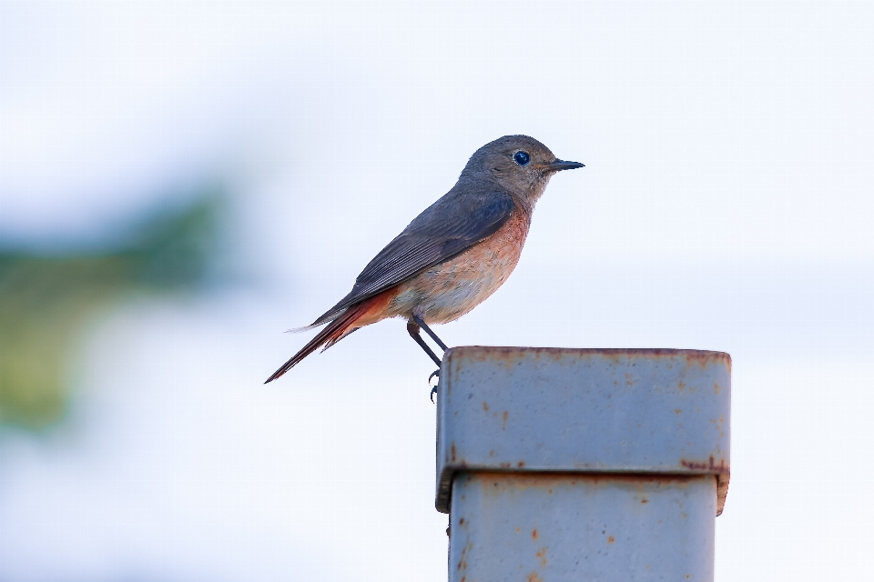 Oiseau animaux des oiseaux nature