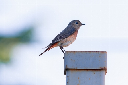 Bird animals birds nature Photo