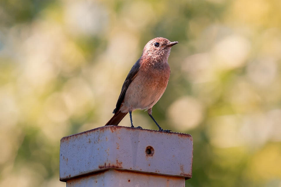 Bird animals birds nature