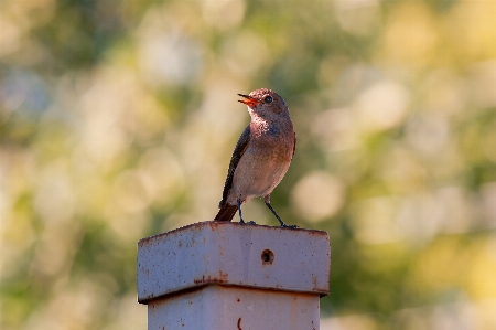 Bird animals birds nature Photo