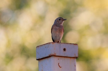 Bird animals birds nature Photo