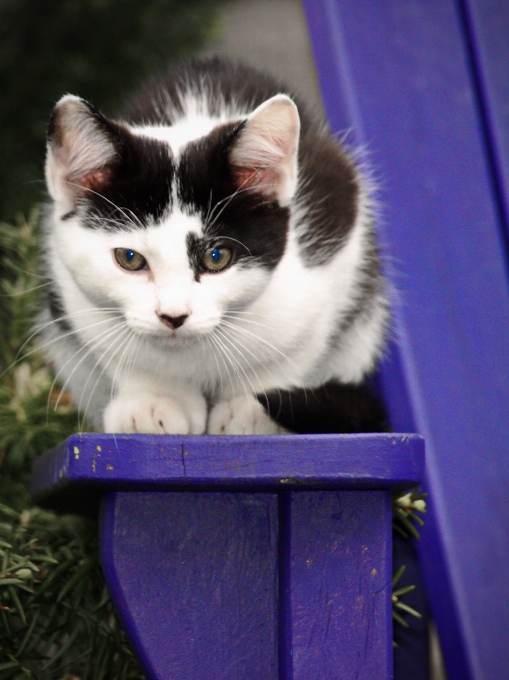 Kucing berukuran kecil hingga sedang
 mamalia cambang
