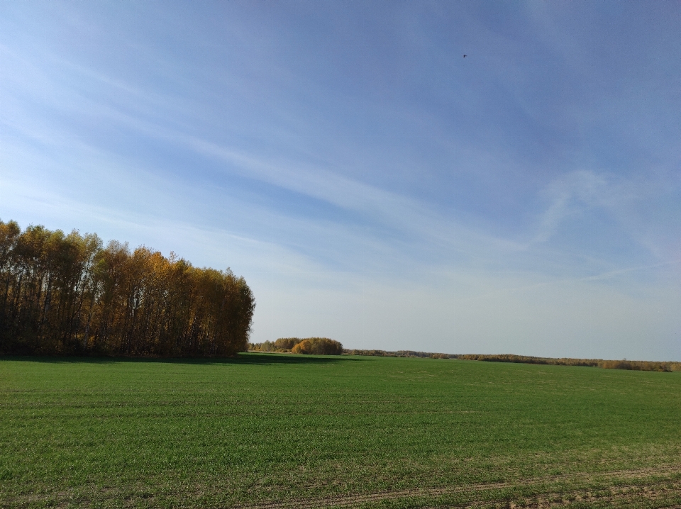 Pole niebo łąka
 naturalny krajobraz
