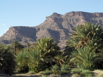 Oase
 marokko bergige landschaftsformen
 vegetation Foto