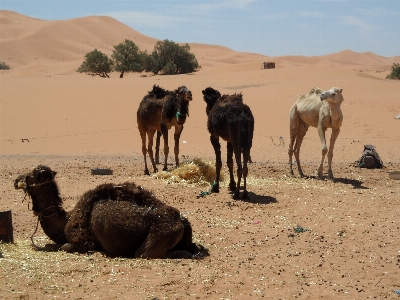 Camels sand morocco dunes camel Photo