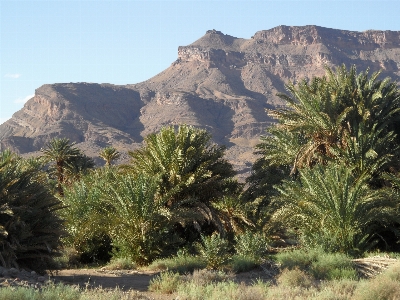 Oasis morocco vegetation shrubland Photo