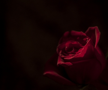 Rose garden roses red petal Photo