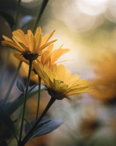 花 黄色的 天空 花瓣 照片