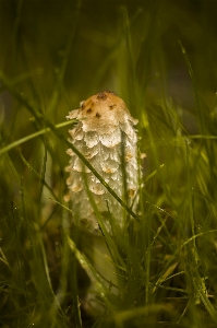 Mushroom autumn beautiful natural Photo