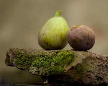 Figs green lilac autumn Photo