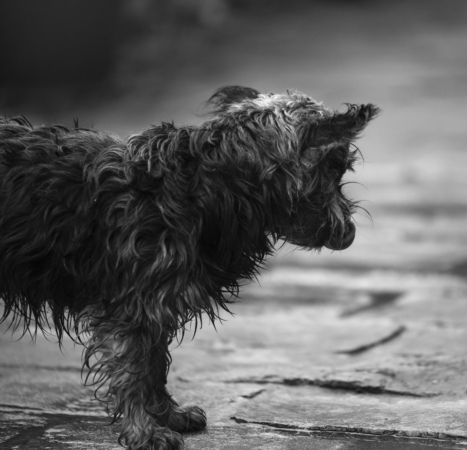 Dog love black white