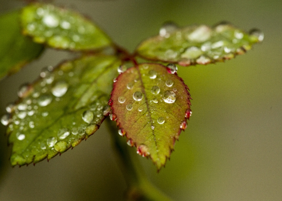 Fall autumn green nature