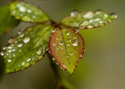 Fall autumn green nature Photo