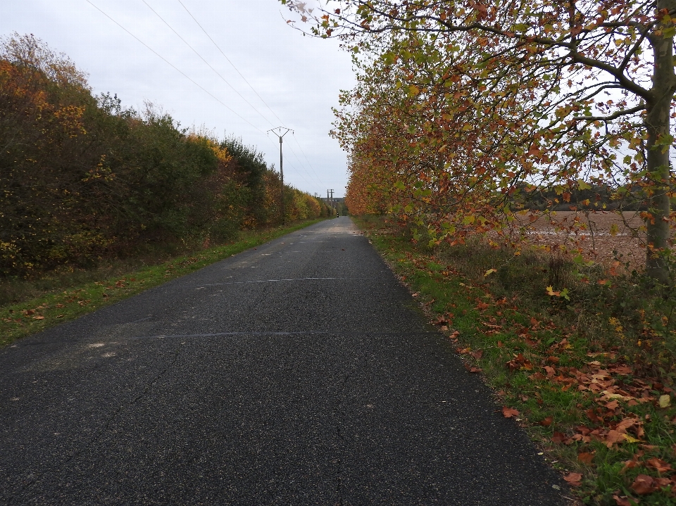 Countryside road tree vegetation nature