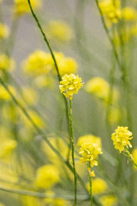 开花植物 花 芥菜植物
 油菜籽