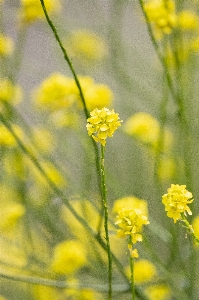 Blühende pflanze
 blume senfpflanze
 raps Foto