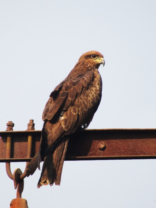 Hitam layang-layang burung pemangsa
