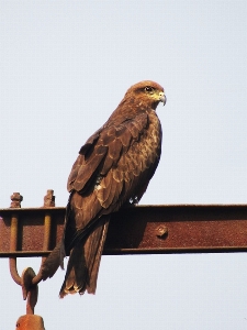 Black kite bird of prey Photo