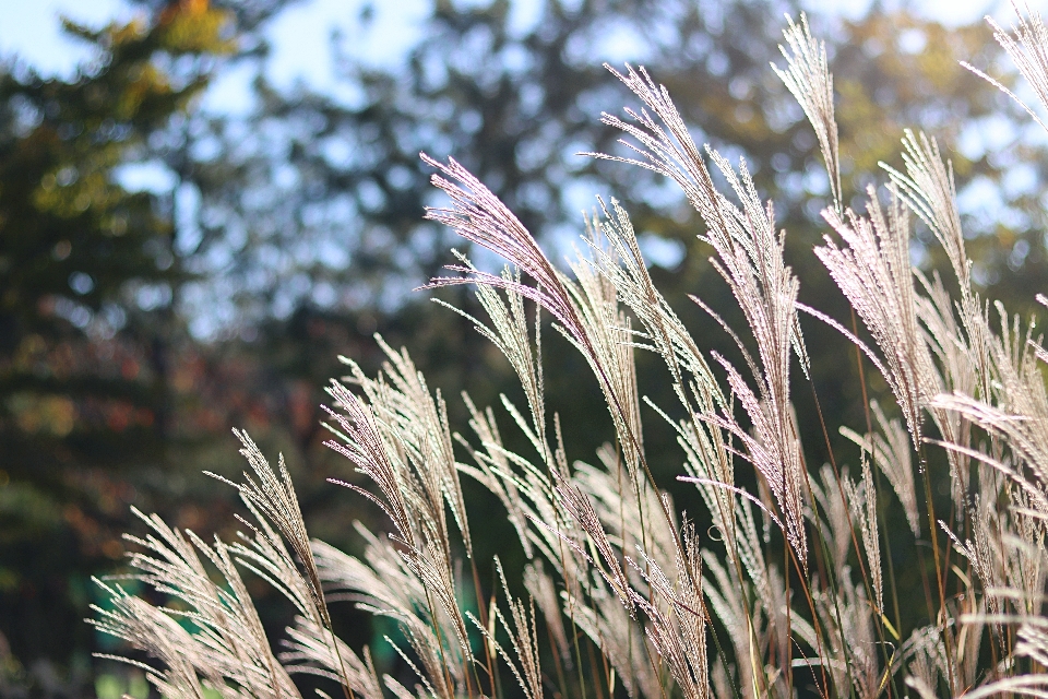 Fall reed wind phragmites grass