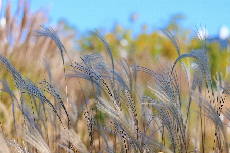 Fall wind reed grass Photo