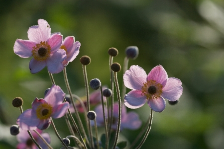 Flower flowering plant petal Photo