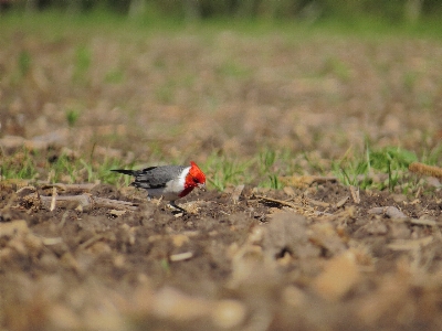 Foto Margasatwa burung paruh keluarga rumput
