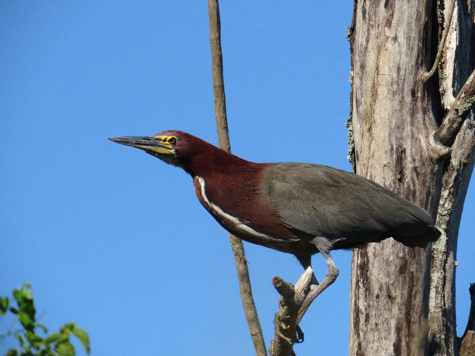 Animali selvatici uccello vertebrato
 becco