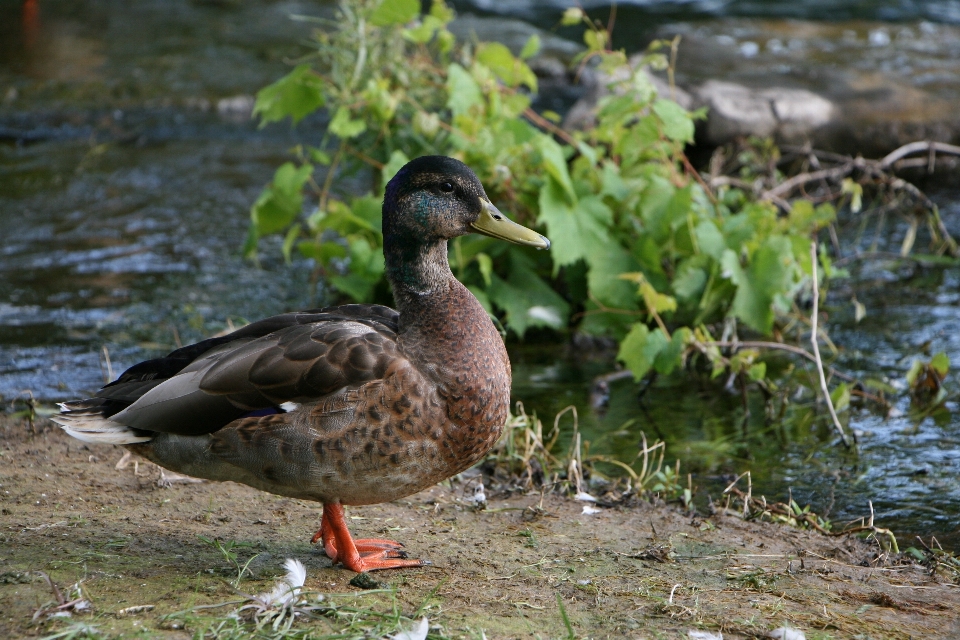 Burung bebek bertulang belakang
 paruh