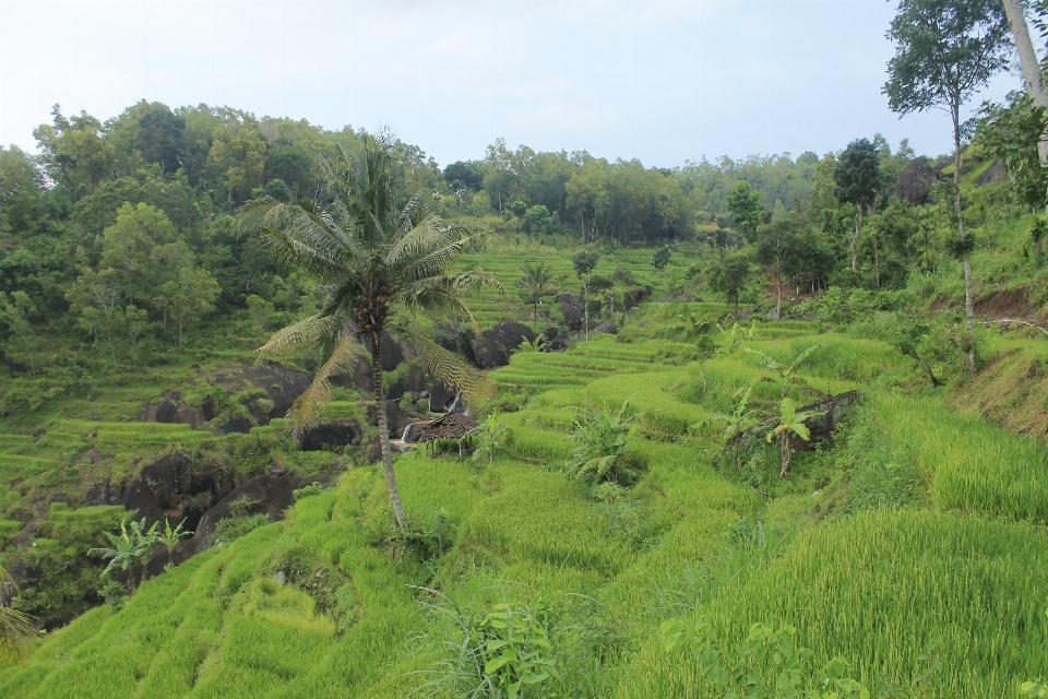 Countryside scenery landscaped titia