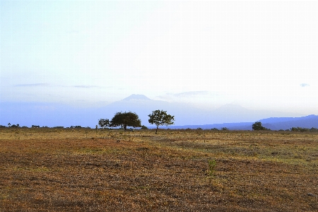 Tree park east java green Photo