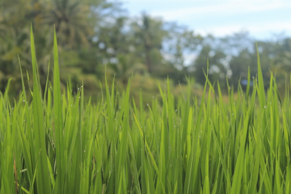 Countryside scenery landscaped titia