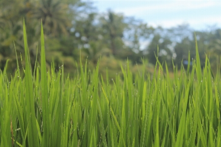 Countryside scenery landscaped titia Photo