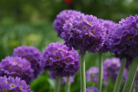 Flower flowering plant purple Photo