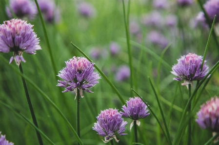 Blühende pflanze
 anlage blume schnittlauch
 Foto