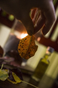 Leaf autumn sweet yellow Photo