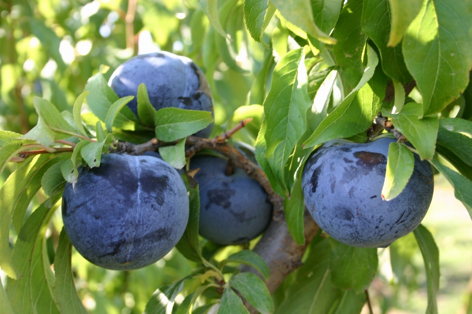 Prunes prune européenne
 usine fruit