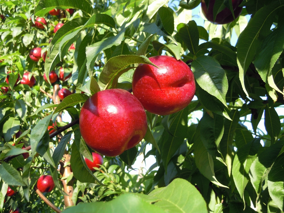 Nectarina
 stonefruit
 planta com flor
 plantar